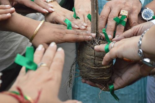 People holding sapling to be planted